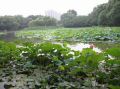 pekin2007_jardin_bambous_noirs.JPG